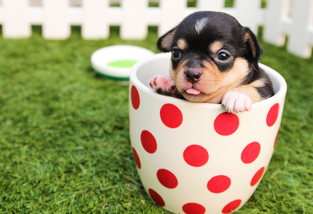 cute puppy in a cup