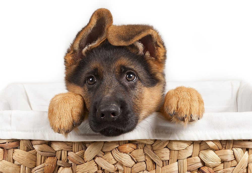 canine_0086_ebay_listing.jpg