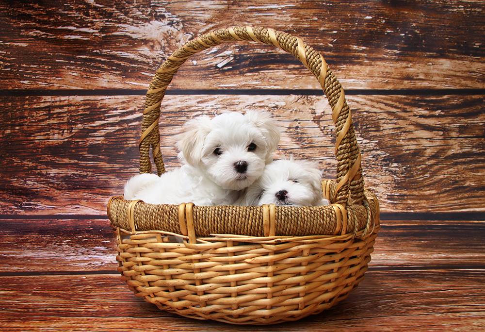 canine_0110_ebay_listing.jpg
